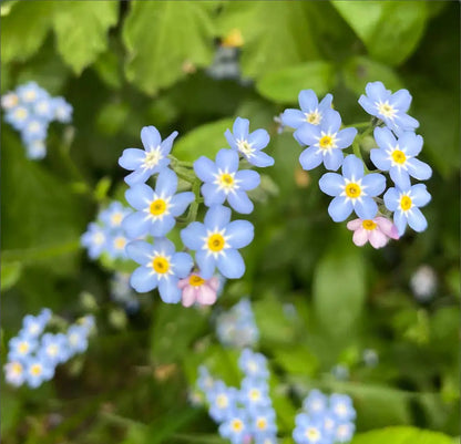 Beaut&Berry Trendy Forget Me Not Blue Flower Brooches for Women Unisex Enamel Plant Pins Casual Party Accessories Gifts Friends